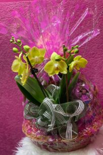 Personalized Basket with Orchid Plant