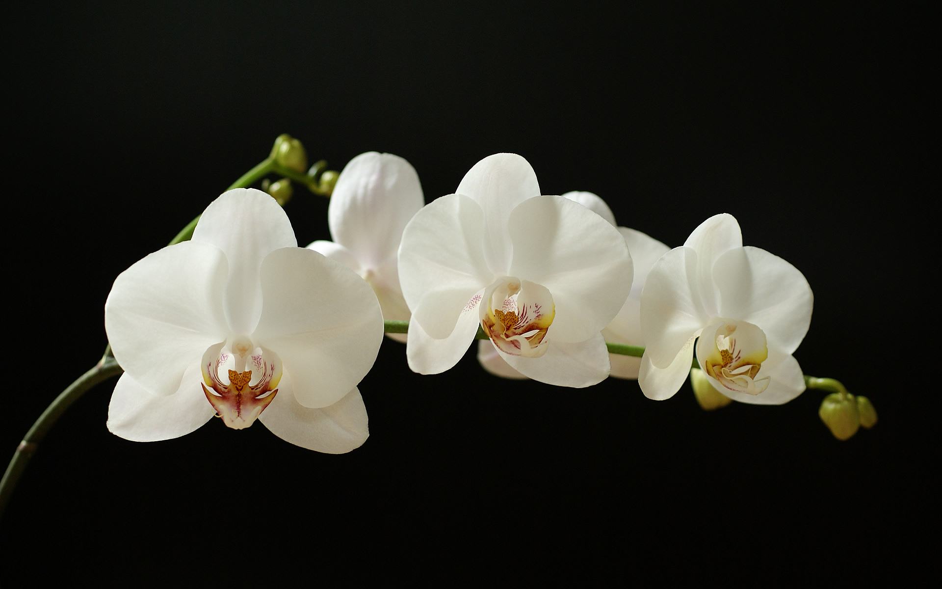 Белые цветки на черном фоне бесплатно